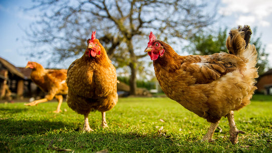 Spring Rare Breeds Show (Poultry & Waterfowl)